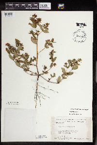 Euphorbia nutans image