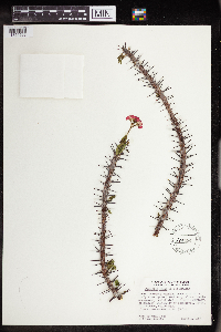 Euphorbia splendens image