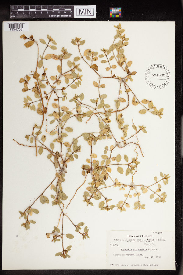 Euphorbia carunculata image