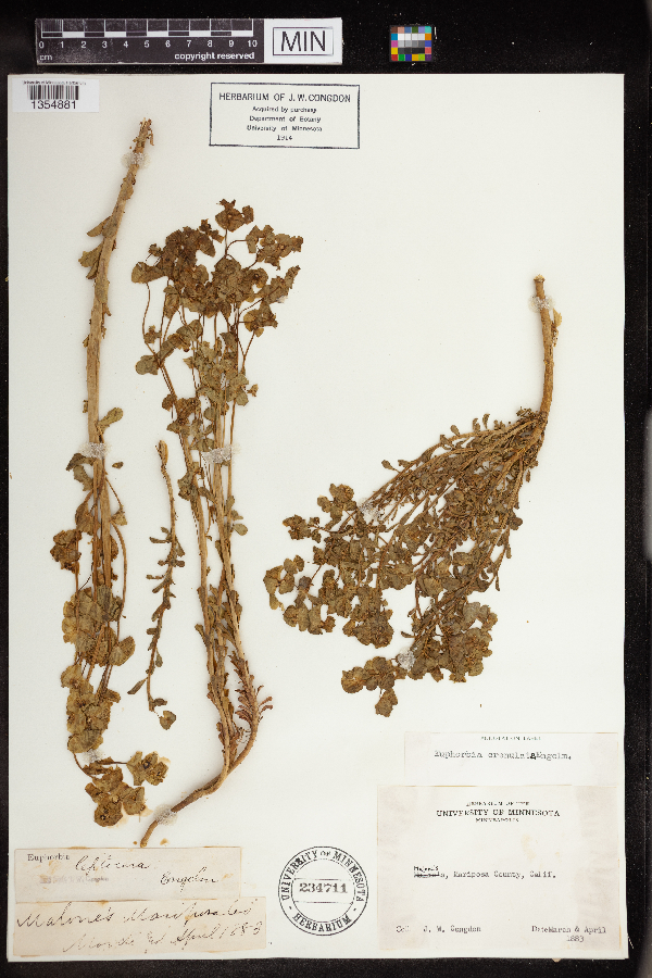 Euphorbia crenulata image