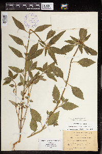 Image of Euphorbia dentata