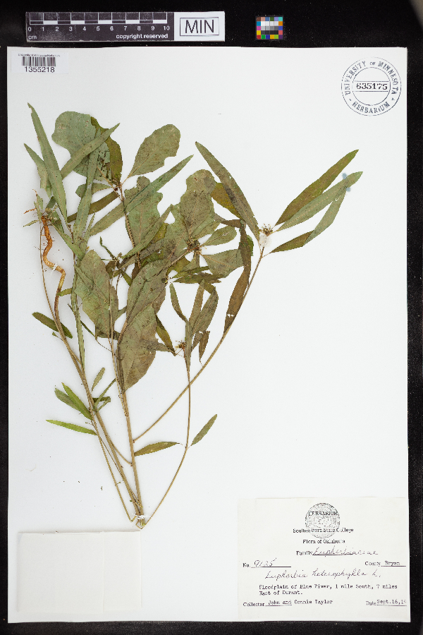 Euphorbia heterophylla image