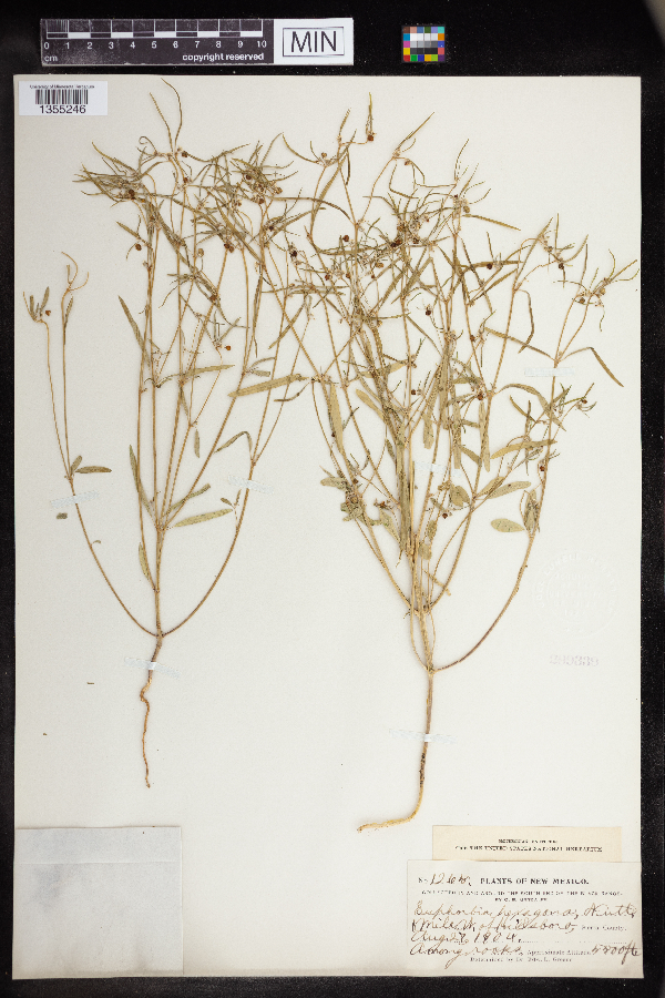 Euphorbia hexagona image