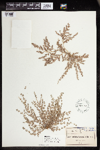 Euphorbia laredana image