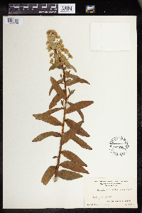 Euphorbia lucida image