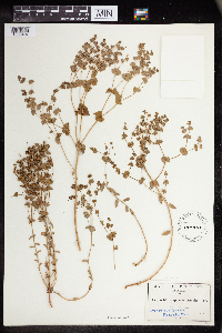 Euphorbia lurida image