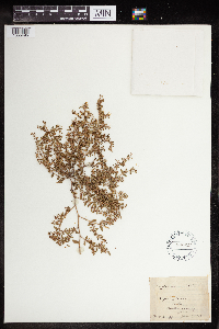Euphorbia maculata image