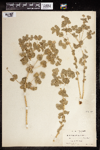 Euphorbia montana image