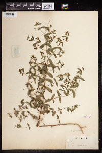 Euphorbia nutans image