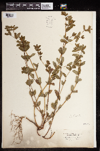 Euphorbia nutans image