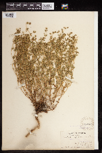 Euphorbia pediculifera var. pediculifera image