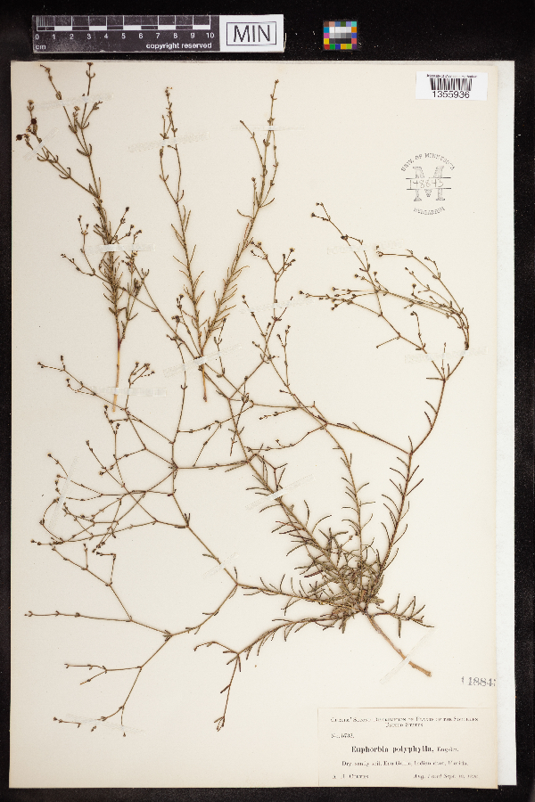 Euphorbia polyphylla image