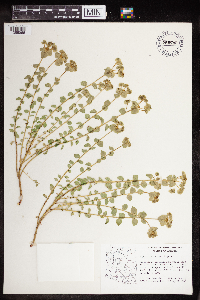 Euphorbia schizoloba image