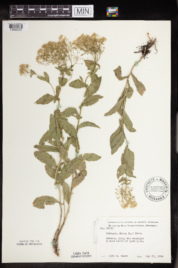 Lepidium draba image