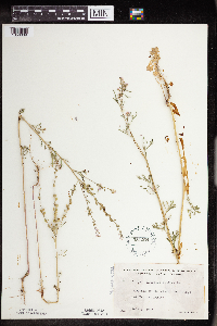 Lepidium sativum image