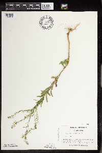 Lepidium virginicum subsp. virginicum image