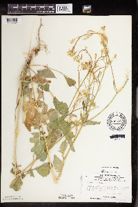 Raphanus raphanistrum subsp. raphanistrum image