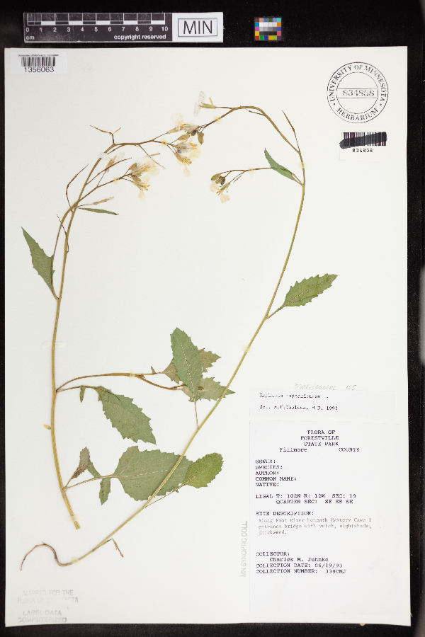Raphanus raphanistrum subsp. raphanistrum image
