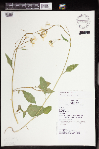 Raphanus raphanistrum subsp. raphanistrum image