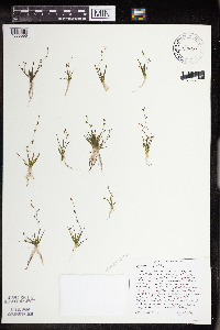 Subularia aquatica image