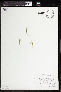 Subularia aquatica image