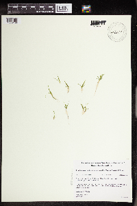 Subularia aquatica image