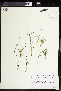 Subularia aquatica image