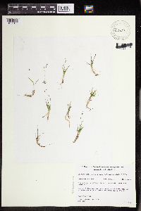 Subularia aquatica image