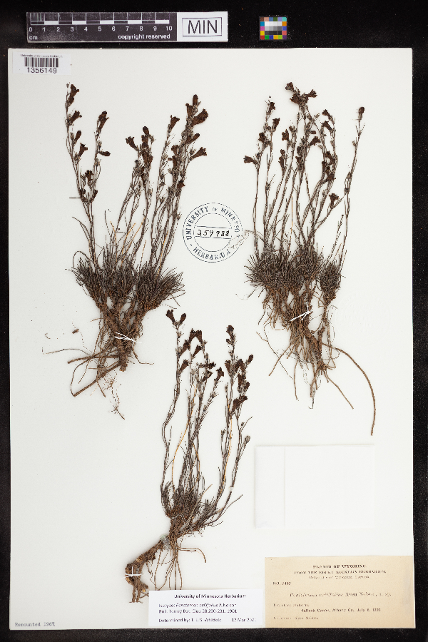 Penstemon laricifolius subsp. exilifolius image