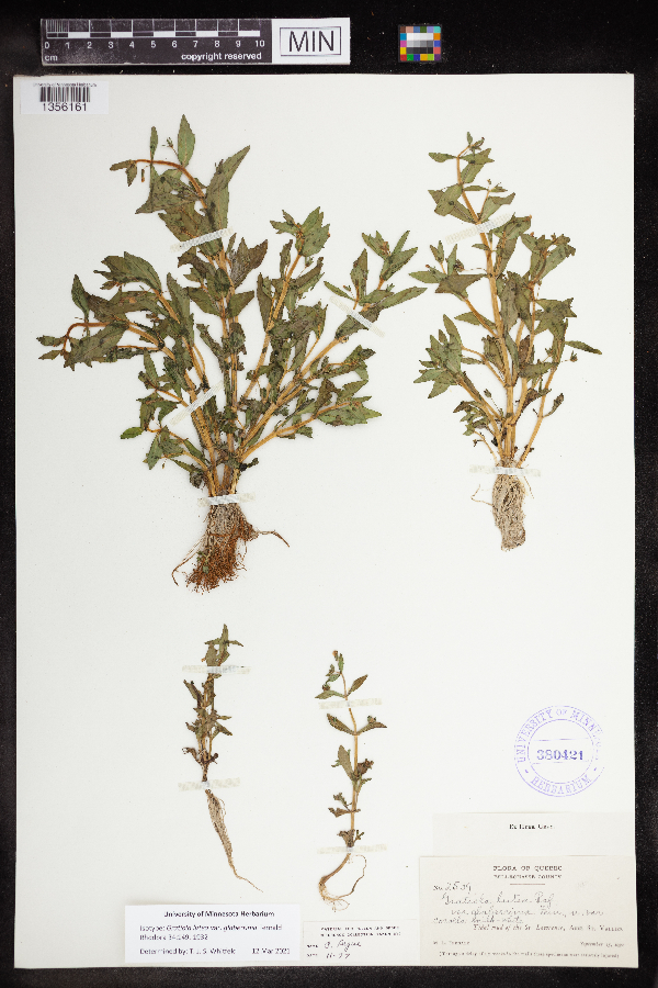Gratiola lutea var. glaberrima image