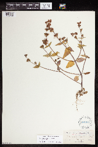 Collinsia multicolor image