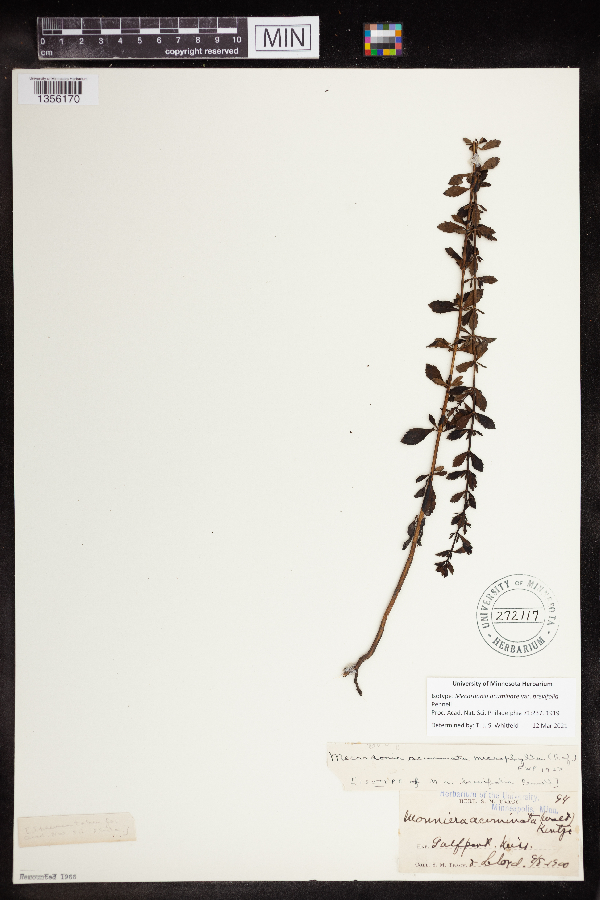 Bacopa acuminata var. brevifolia image
