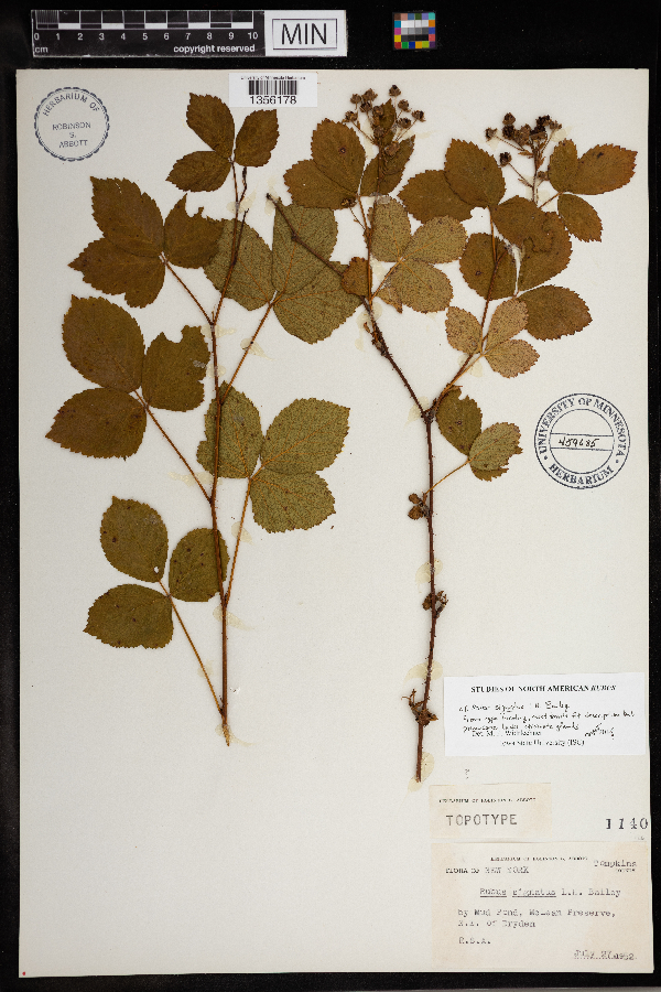 Rubus signatus image