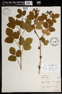 Rubus signatus image