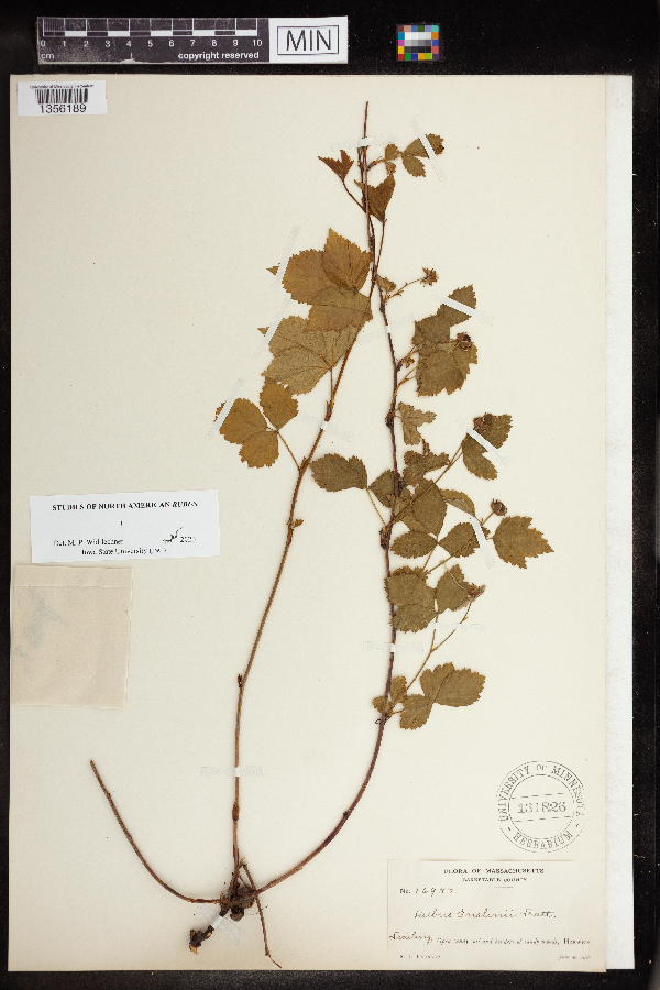 Rubus enslenii image