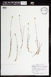 Juncus stygius image