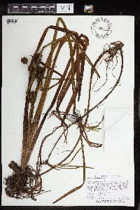 Sparganium americanum image