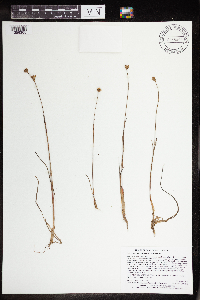 Juncus stygius image