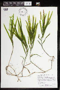 Potamogeton epihydrus image