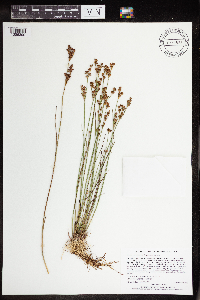 Juncus brevicaudatus image