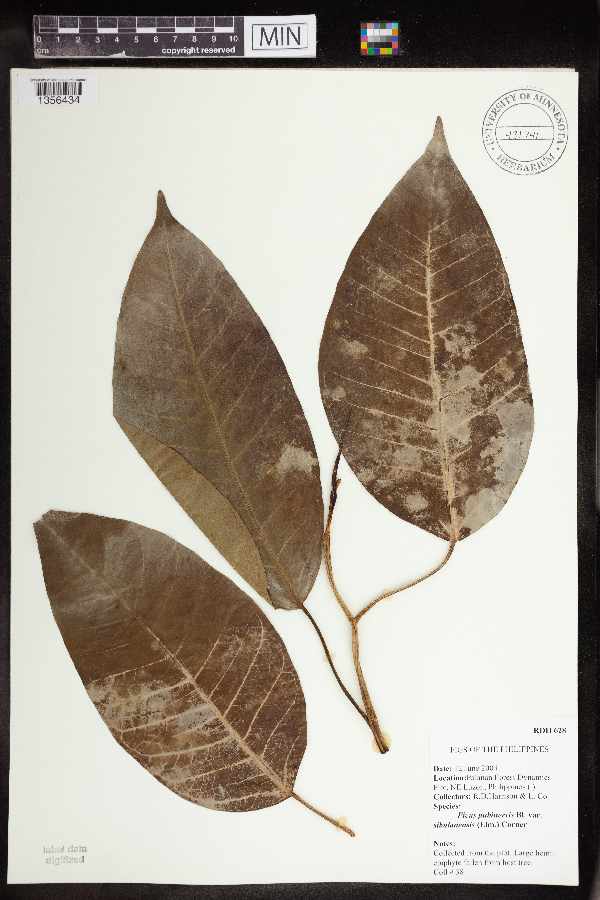 Ficus pubinervis var. sibulanensis image