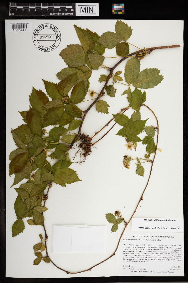 Rubus ferrofluvius image