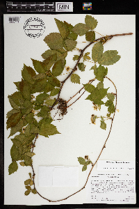 Rubus ferrofluvius image