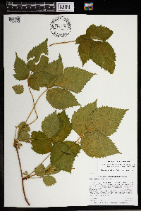 Rubus ferrofluvius image