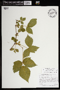 Rubus ferrofluvius image