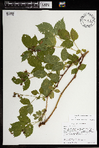 Rubus superioris image