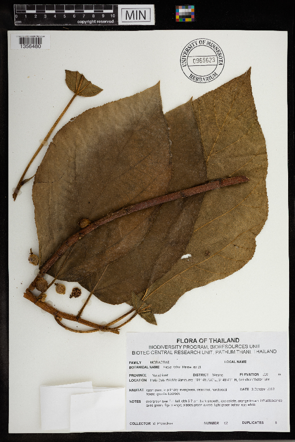 Ficus fulva image