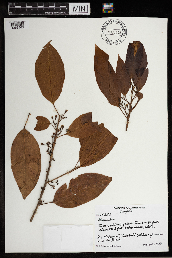 Micrandra image