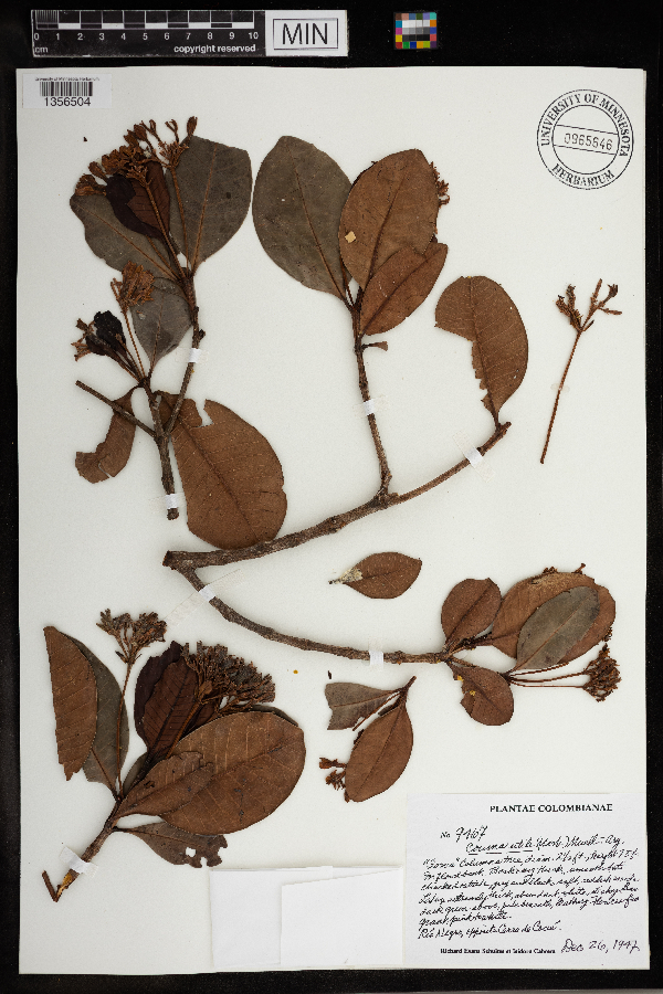 Couma utilis image