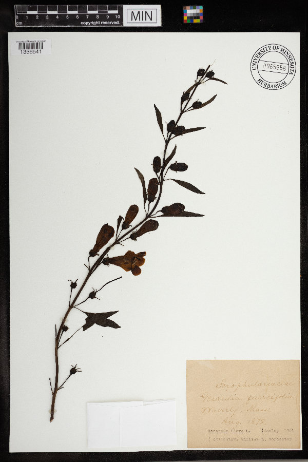 Gerardia quercifolia image